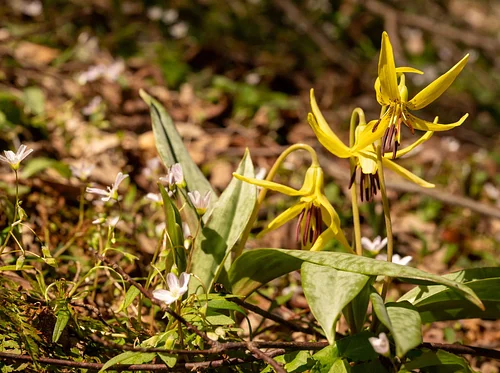 Spring Ephemeral Wildflower Walk (full)