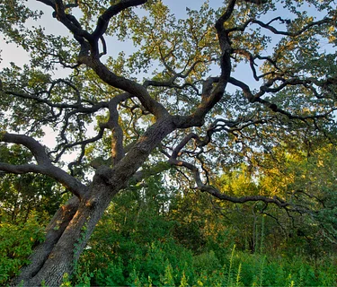 Forest Bathing (Sold Out)