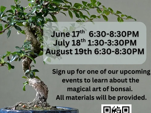Bonsai Bar