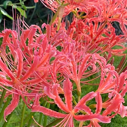 August Garden Tour