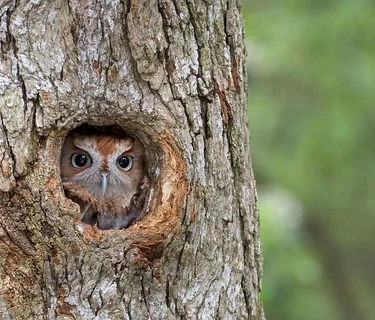 Eco-Family Programs: Owl Prowl