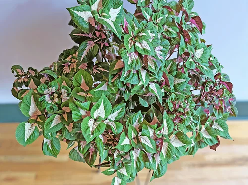 Echter’s Gals Night Out