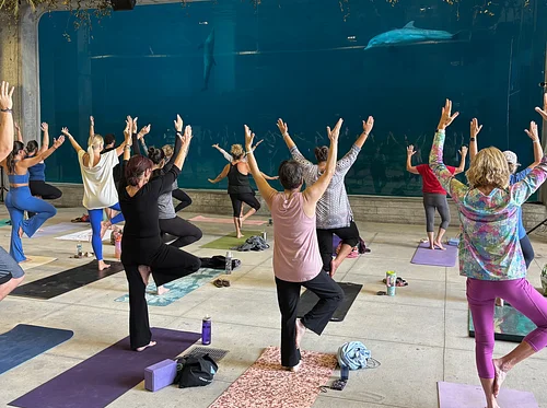 Dolphin Yoga