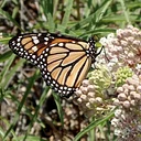 Monarchs and Milkweeds – An Interactive Discussion