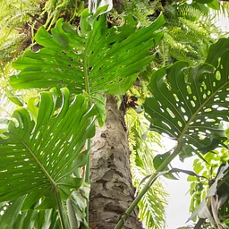 Naples Botanical Garden Closed