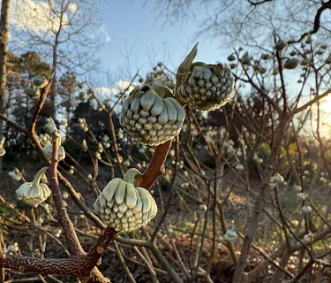 December Garden Tour
