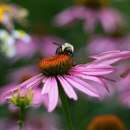 Gardening with Native Plants at the Dobbs Ferry Public Library (for adults)