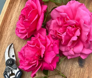 Beautiful Roses “Hands on” Workshop 