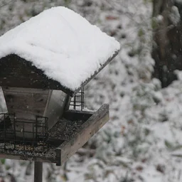Build a Birdhouse!