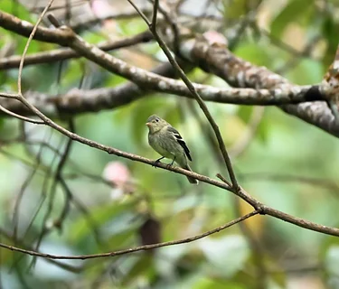 Informing Conservation with Audubon's Migratory Bird Tracking Program