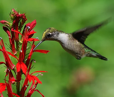 Wee Wonders: Hummingbirds