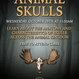 Animal Skulls