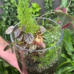 Golden Graveyard Terrarium Workshop