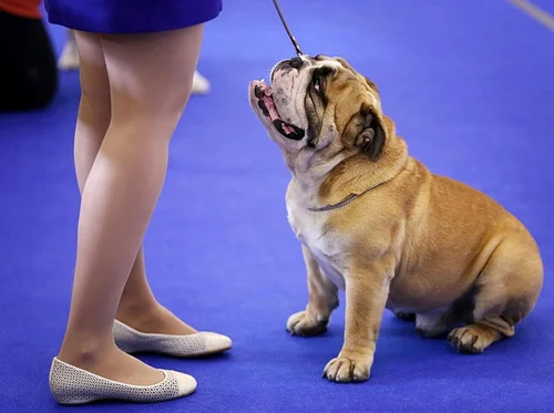 AKC All Breed Dog Show