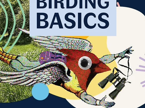 Birding Basics with the CHPL Bird Nerds