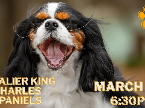 Cavalier King Charles Spaniels Breed Meet Up