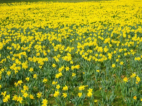 Oaks and Acorns: Daffodils, Daffodils All Around Us!