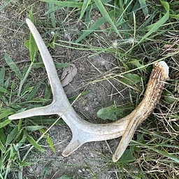 Shed Hunting 101