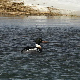 Coastal Birding