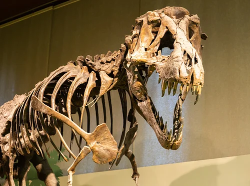 🦖Dino Day🦖