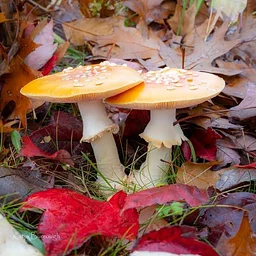 Autumnal Fungi Walk