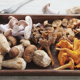 Wild Mushroom Dinner