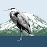 Bellingham