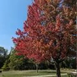 Fall Seek ‘n’ Find