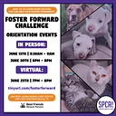 Foster Forward Challenge – In Person Pop-Up Orientation