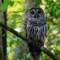 Discovering Nature Nearby: Sip & Prowl