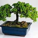 Chicago Bonsai Club