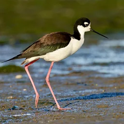 Featured Speaker Series: John Nelson Audubon Florida