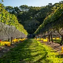 Trivia Night at the Vineyard Hosted by Tango Time