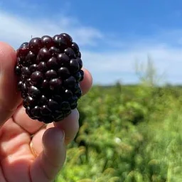 Garwood Orchards: Berry Picking Ride!