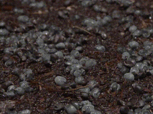 Ecology and Botany for ages 6-8