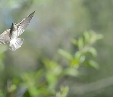 Audubon Society Spring Bird Walks 