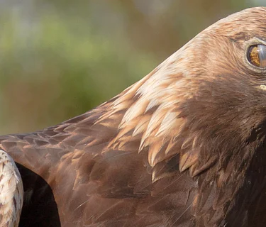 Eagle Presentation