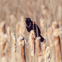 Bird Walk