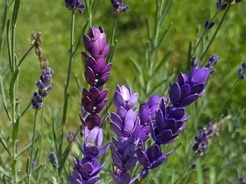 Copper workshop – Lavender at The Vineyard at Hershey