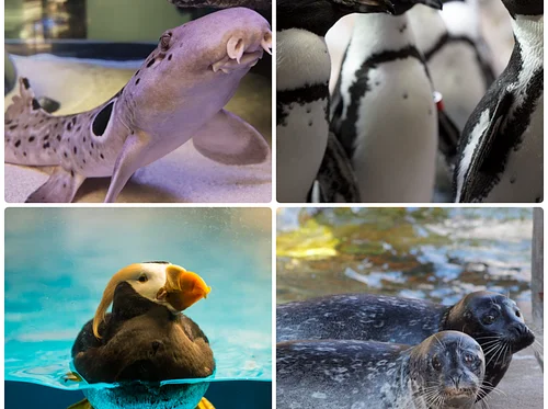 Sparky and Friends: Aquatic Encounters presented by Blaze Credit Union