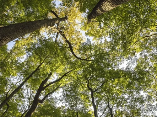 Berea College Forestry Outreach Center Family Activity: Very Hungry Caterpillar Day Celebration
