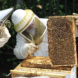 Hands-on Beekeeping Class