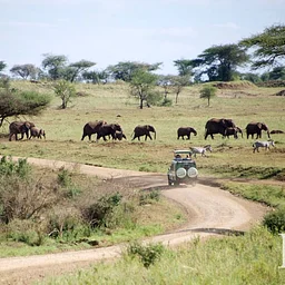 Safari: Tanzania and Zanzibar Extension