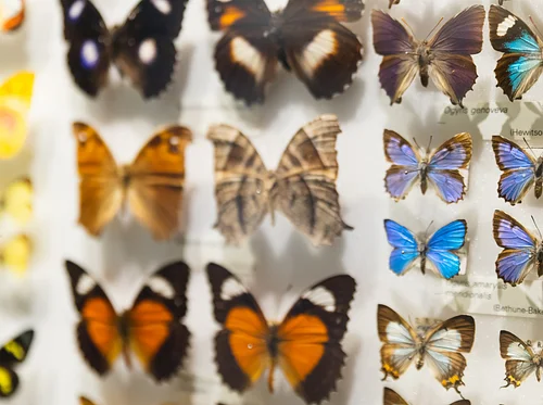 Garden Learning Series – Insect Pinning and Other Natural Wonders