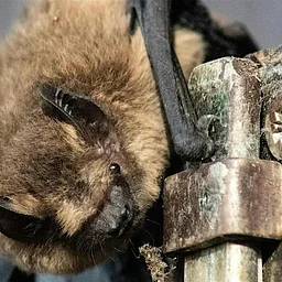 An Evening Chat with Bats
