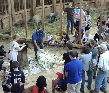 Sheep Shearing Weekend: April 20