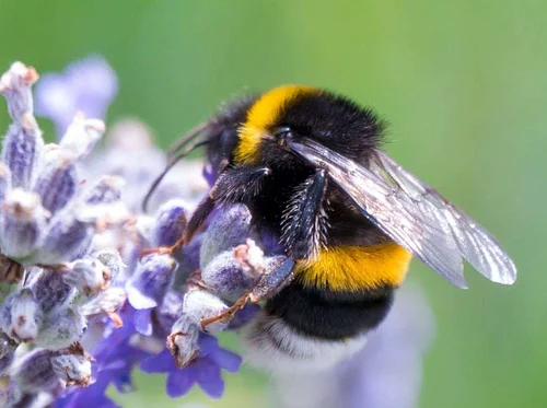 Saturday Nature Explorers: Insect ID