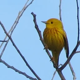 August Bird Monitoring Walk