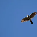 July Bird Monitoring Walk