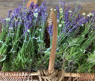 Relaxation Remedies: Lavender Workshop